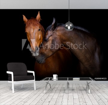 Picture of Two horse portrait on black background Horses in love